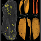En este coprolito encontraron muestras de escarabajos. Qvarnström et al, Sci. Reports (2017